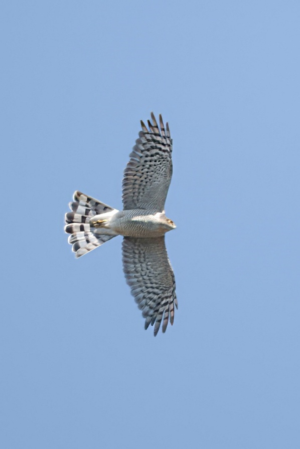 Sparrowhawk