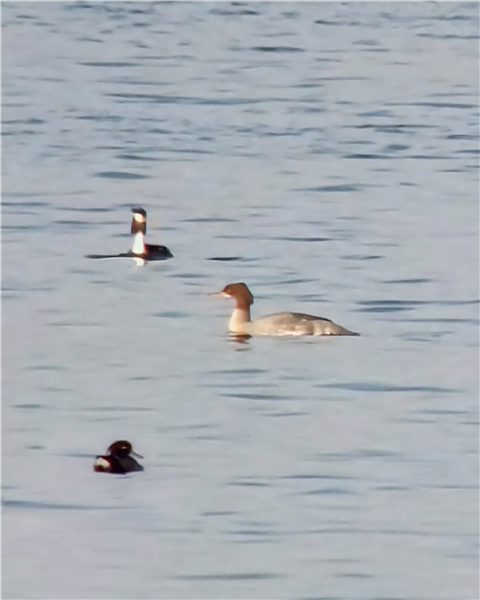 Goosander