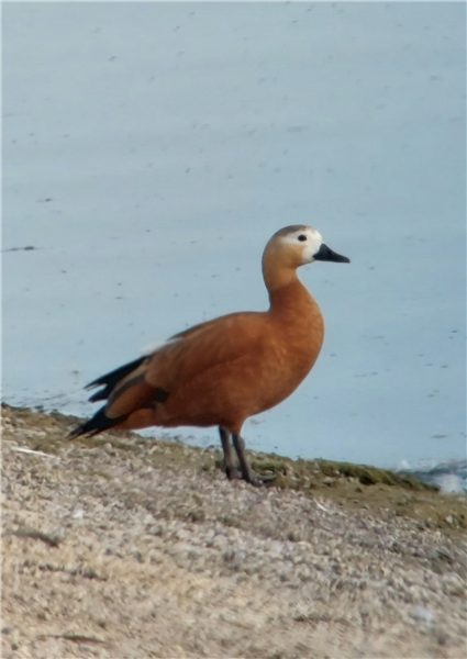 Ruddy Shelduck