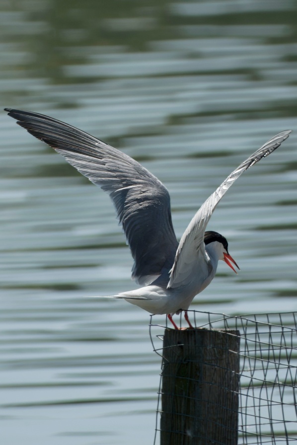 Common Tern