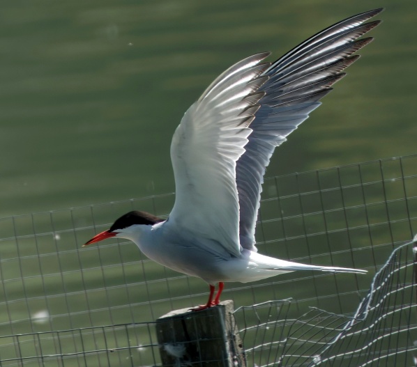 Common Tern