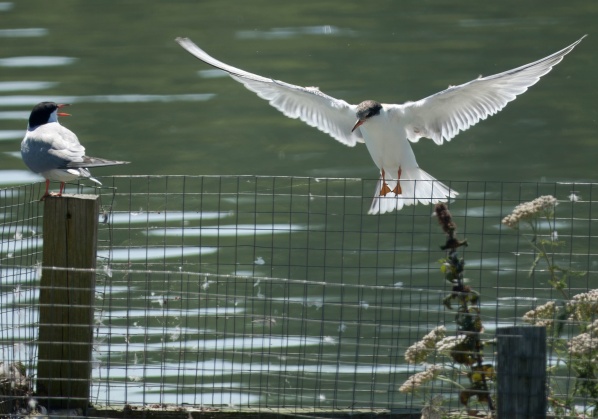 Common Tern