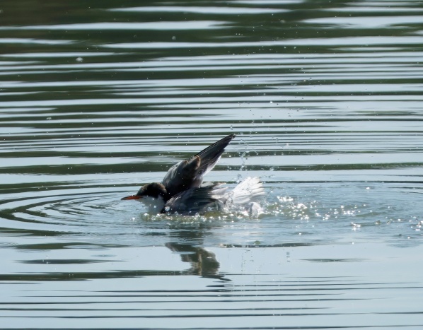 Common Tern