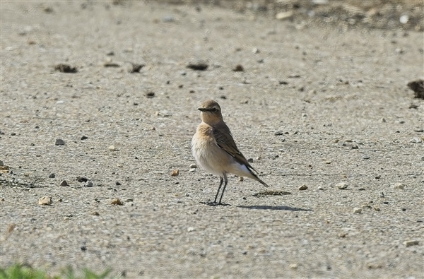 Wheatear