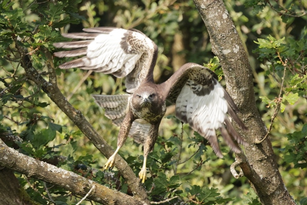 Buzzard