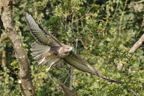 Buzzard