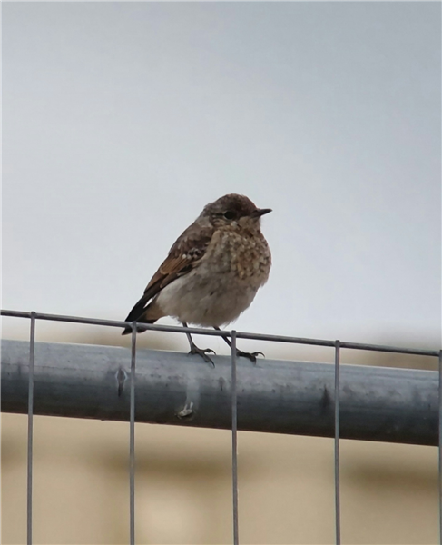 Wheatear