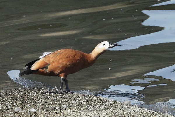 Ruddy Shelduck