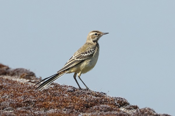 Yellow Wagtail