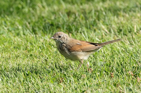 Whitethroat