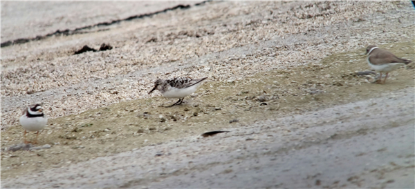 Sanderling