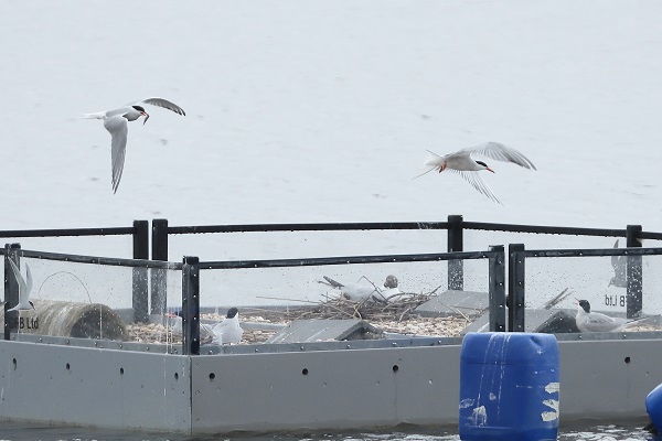 Common Tern