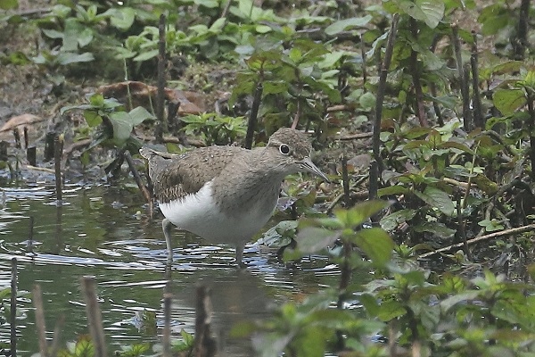 Common Sandpiper