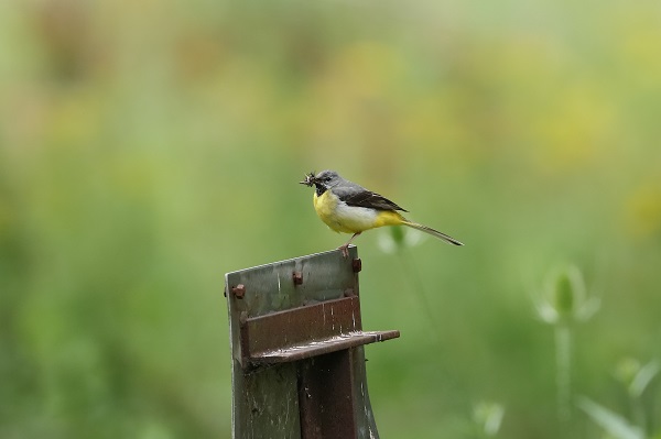 Grey Wagtail