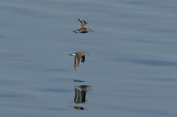 Dunlin