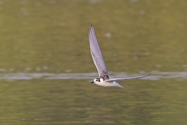 White-winged Black Tern