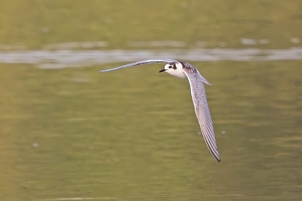 White-winged Black Tern