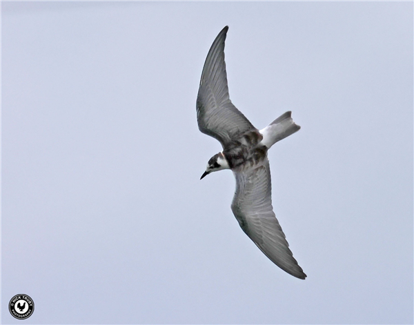 White-winged Black Tern