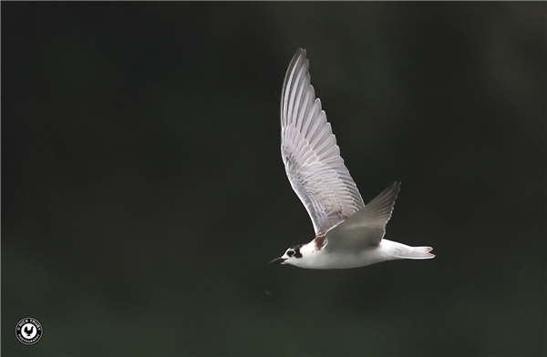 White-winged Black Tern