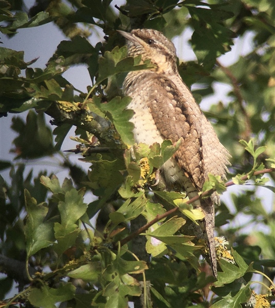 Wryneck