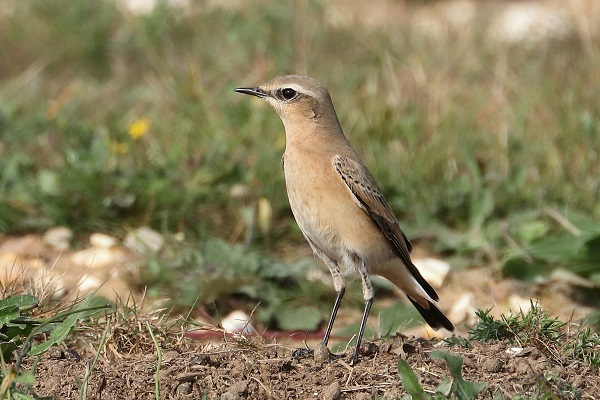Wheatear