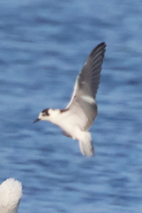 White-winged Black Tern