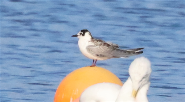 White-winged Black Tern