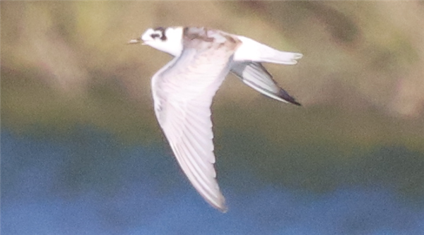 White-winged Black Tern