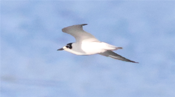 White-winged Black Tern