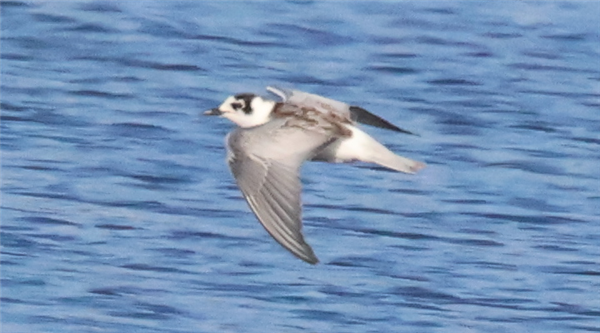 White-winged Black Tern