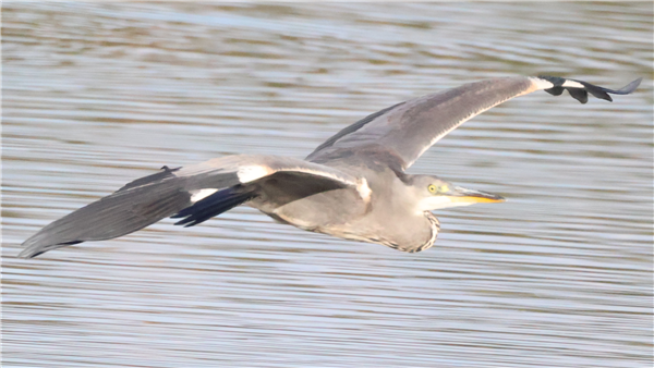 Grey Heron