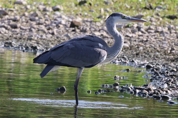 Grey Heron