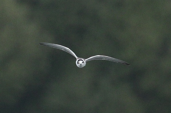 White-winged Black Tern