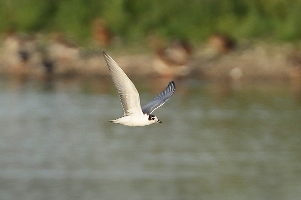 White-winged Black Tern