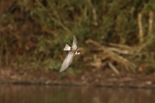 White-winged Black Tern