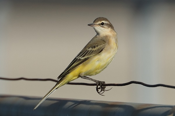 Yellow Wagtail