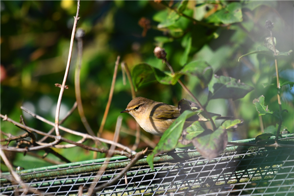 Chiffchaff