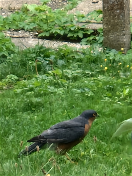 Sparrowhawk