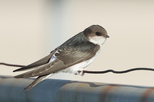 House Martin