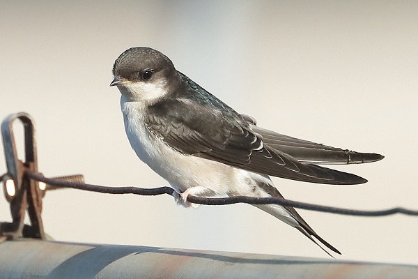 House Martin