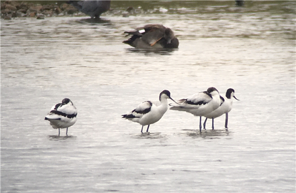 Avocet