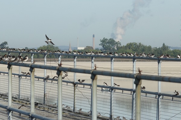 House Martin