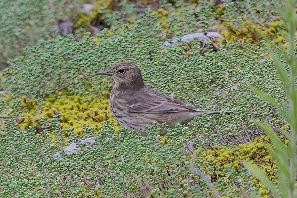 Rock Pipit