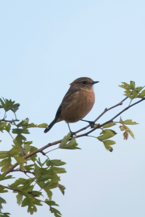 Stonechat