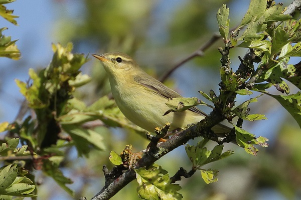 Willow Warbler