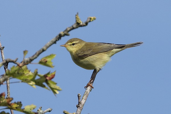 Willow Warbler