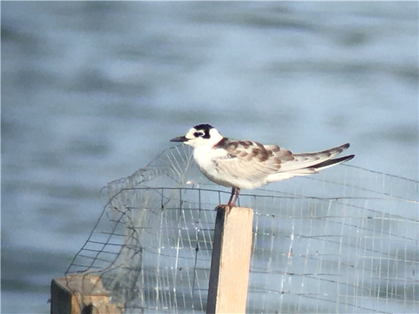 White-winged Black Tern
