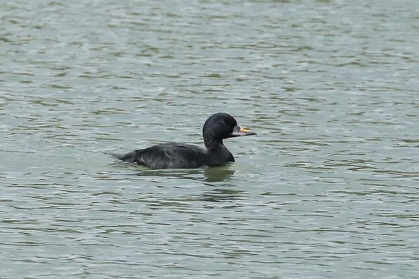 Common Scoter