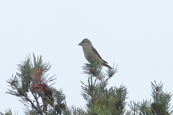 Photo of Crossbill at Mortimer, Berkshire. Taken by Andy Tomczynski on 27th September 2025.