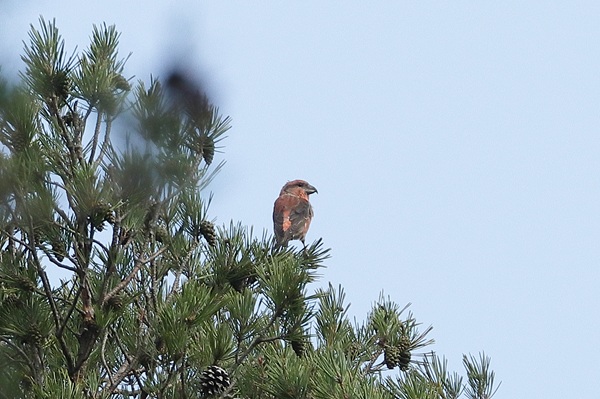 Photo of Crossbill at Mortimer, Berkshire. Taken by Andy Tomczynski on 27th September 2025.